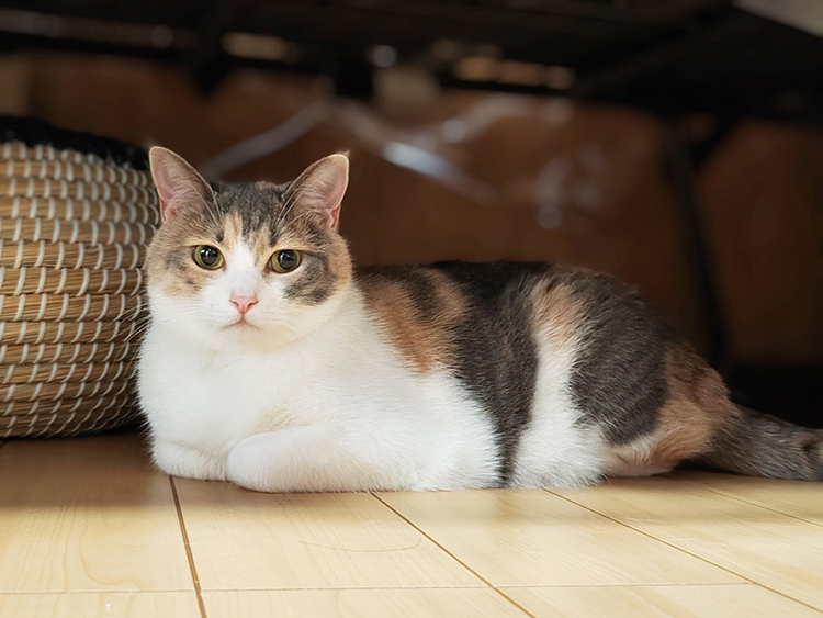 テスト投稿です1